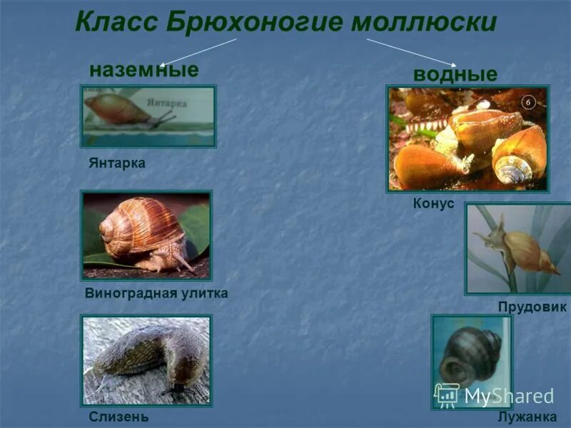 Брюхоногие моллюски представители. Пресноводные брюхоногие моллюски представители. Тип моллюски класс брюхоногие моллюски. Тип моллюски общая характеристика.