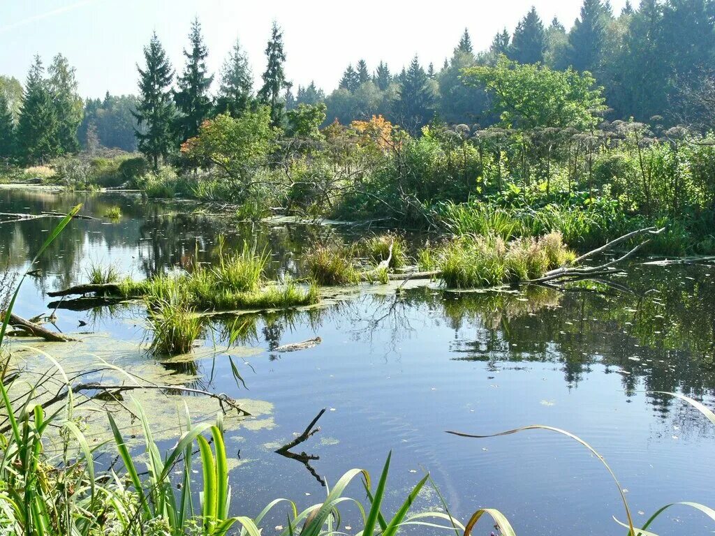московский парк лосиный остров. лосиный остров национальный парк москва. лосиноостровский парк москва. река пехорка лосиный остров. алексеевский лесопарк лосиный остров.