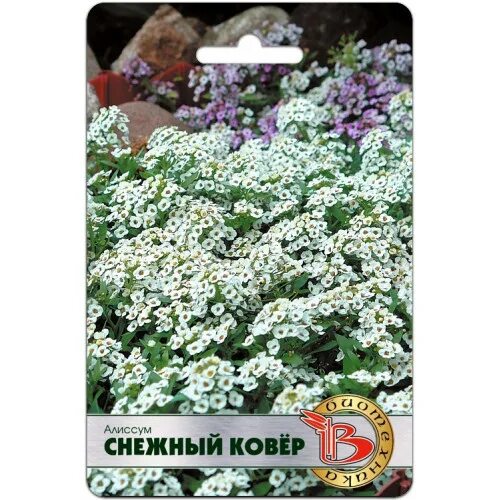Alyssum Lobularia Maritima Easy perennials, Perennial plants, Flowers perennia
