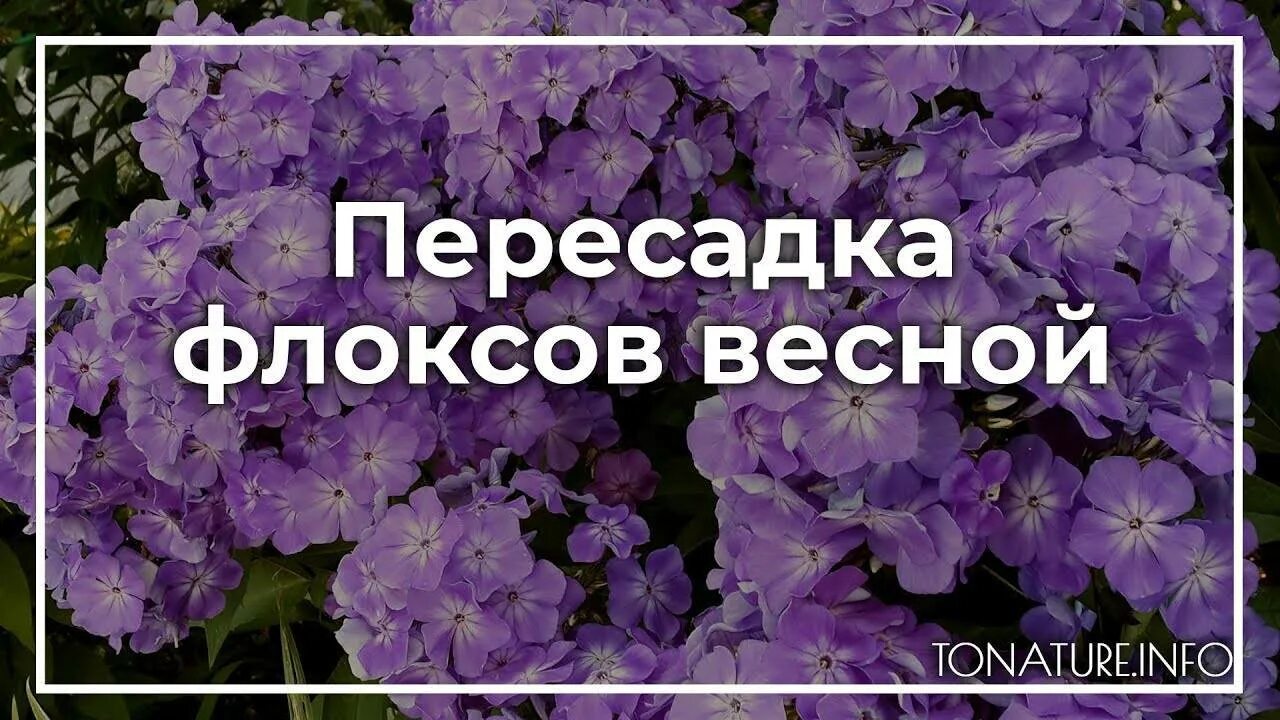 Посадка флоксов семенами. Флоксы весной. Флоксы многолетние весной. Посадка флоксов весной. Флоксы как сажать.