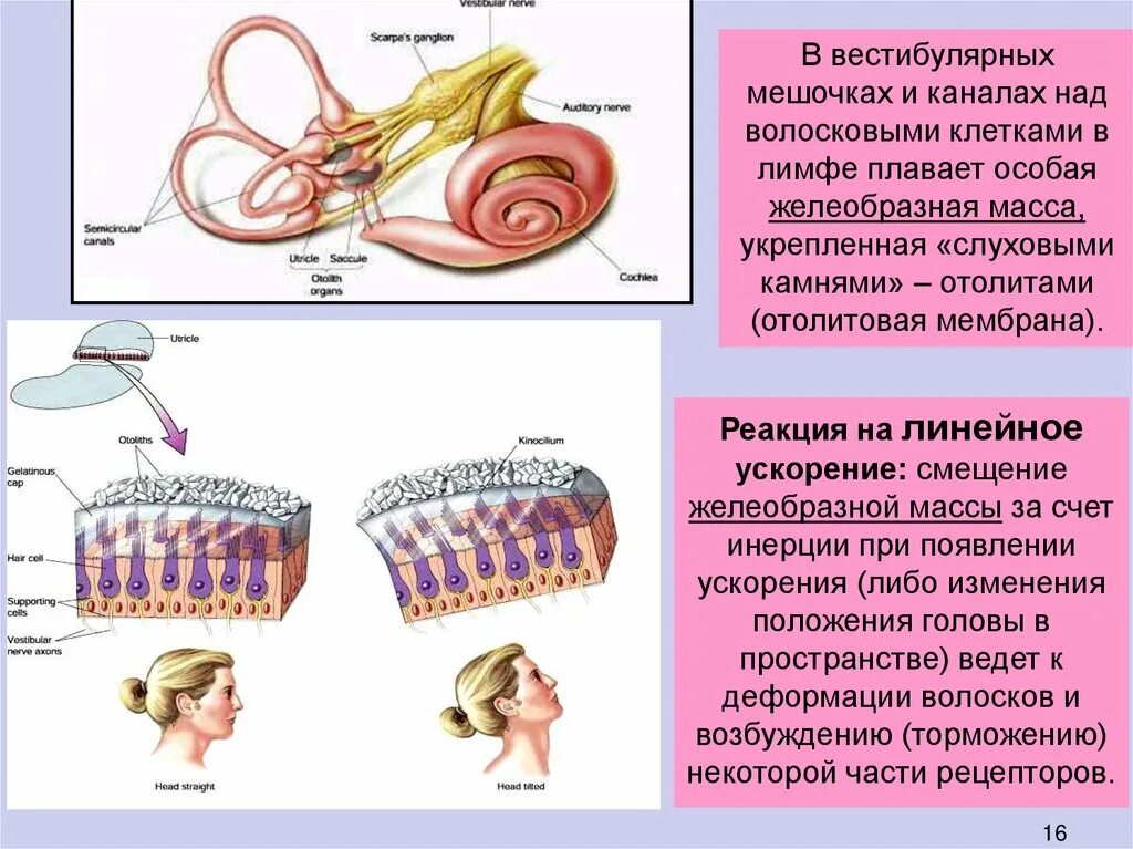 Рецепторы вестибулярного аппарата находятся. Строение вестибулярного аппарата. Строение вестибулярного аппарата человека. Рецепторы вестибулярного аппарата. Мешочки вестибулярного аппарата.