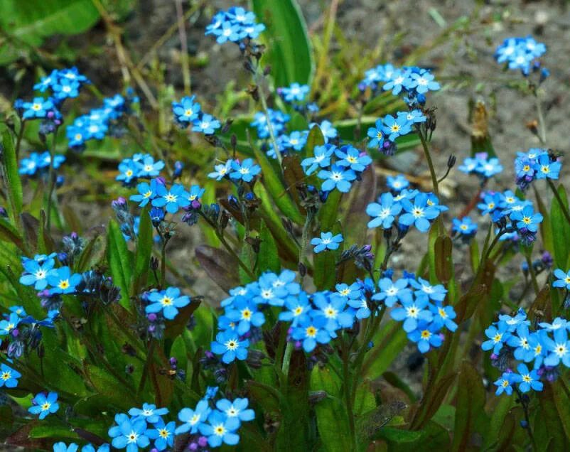 Незабудка Альпийская. Незабудка Myosotis, Незабудка Альпийская. Незабудка Альпийская смесь. Незабудка Альпийская Victoria hellblau. Незабудки краткое содержание