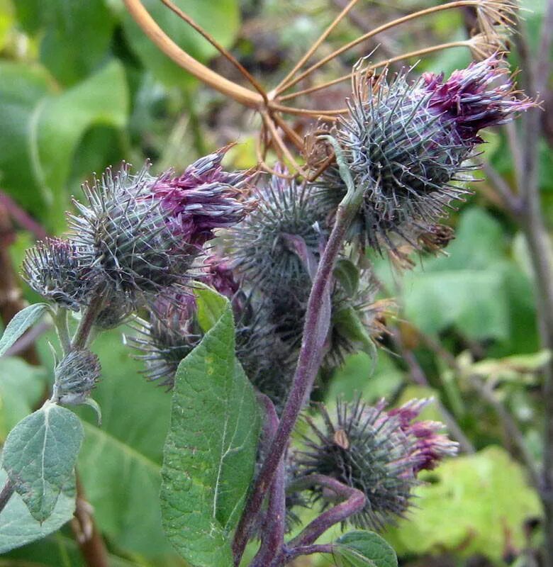 Лопух почему. Лопух паутинистый (Arctium tomentosum). Лопух Arctium Lappa. Лопух войлочный Arctium tomentosum Mill.. Лопух паутинистый -Ārctium tomentōsum.