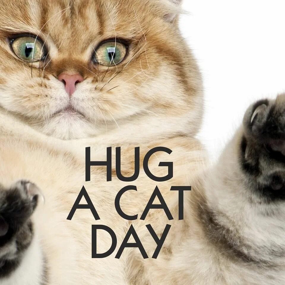 Hug your Cat Day. National hug your Cat Day. День объятий с кошками. День обнимания кошек 4 июня. My cat now