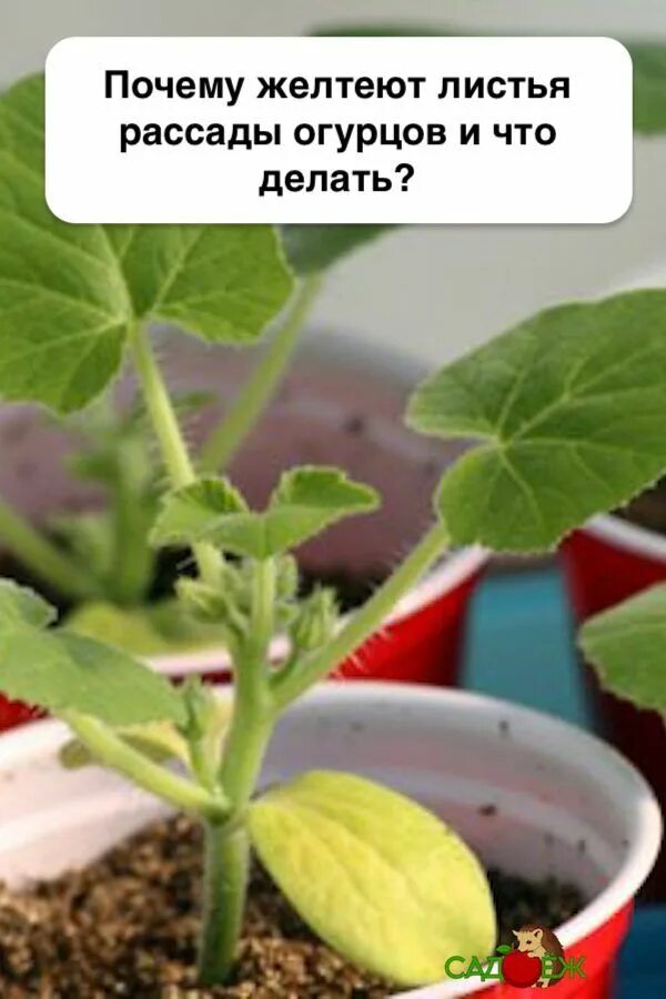 Рассада огурцов на подоконнике желтеют листья. Рассада огурцов пожелтела. Желтеют листья у рассады огурцов. У рассады огурцов светлеют листья. Огурцы желтеют листья рассады.