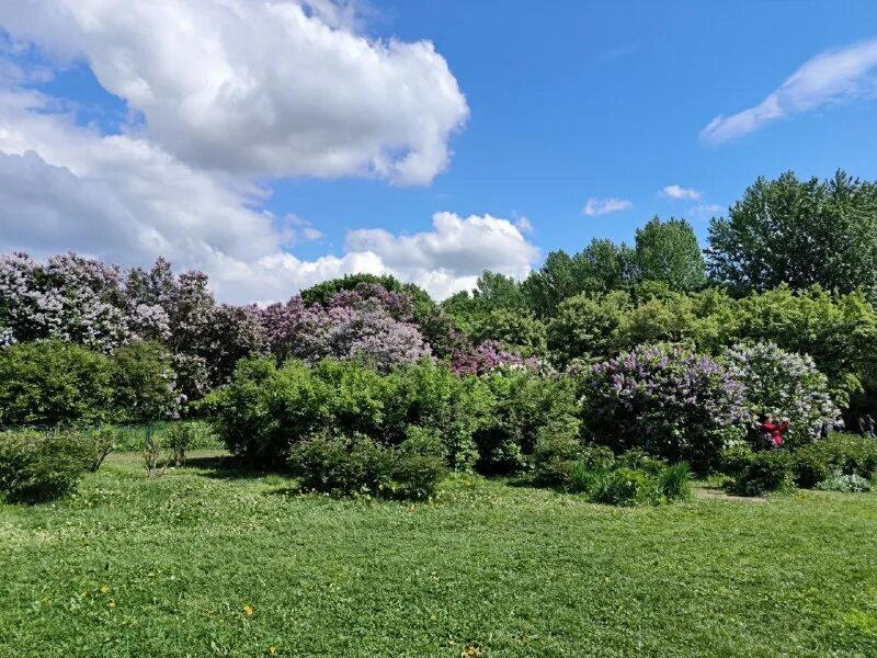 Ботанический сад воронеж сирень. В ботаническом саду 15 кустов сирени. Сирень престон элинор. Сирень эзелайн вилбур. Сирень фрэнк паттерсон куст.