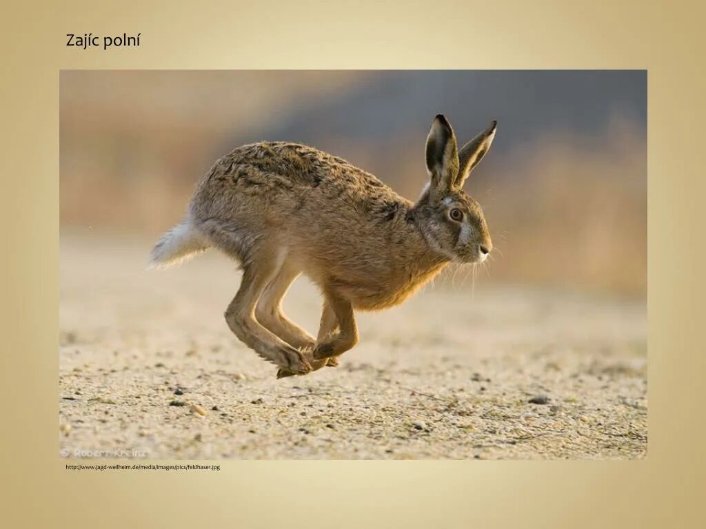 Заяц Русак Беляк Тумак. Хвост зайца русака. Заяц защищается от врагов. Короткий хвост зайца. У зайца хвост короткий а уши