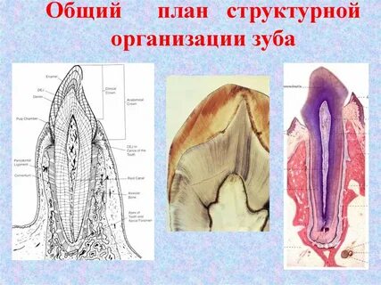 Компоненты зуба