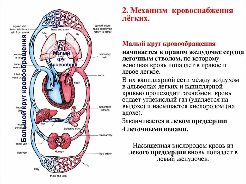 От легких по сосудам течет кровь насыщенная