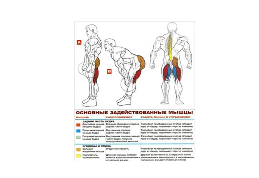 Тяга какие мышцы работают