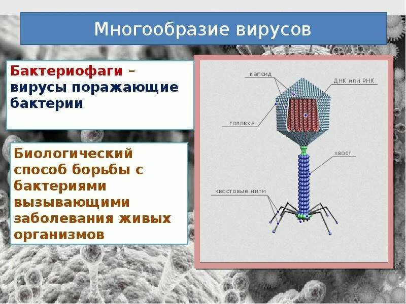 Неклеточные формы жизни вирусы и бактериофаги. Микроорганизм бактериофаг. Форма вируса бактериофага. Бактериофаг биология 10 класс. Наследственный аппарат вируса формы жизни бактериофаги