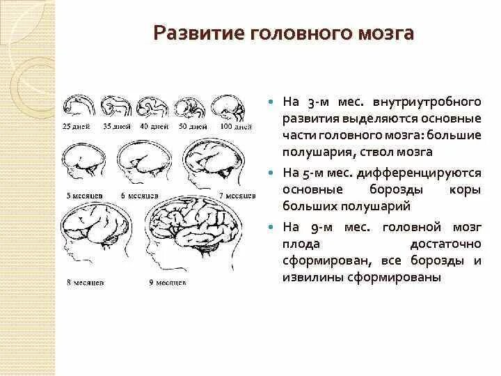 Внутриутробное развитие мозга. 12. Закономерности созревания структур мозга в онтогенезе.. Стадии развития головного мозга человека анатомия. Этапы развития коры головного мозга. Фронтальная схема развития головного мозга человека.