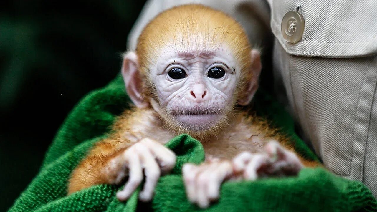 Маленькая обезьянка. Маленькие обезьяны. Маленькая обезьяна. Ручная обезьянка. Фото маленьких обезьян.