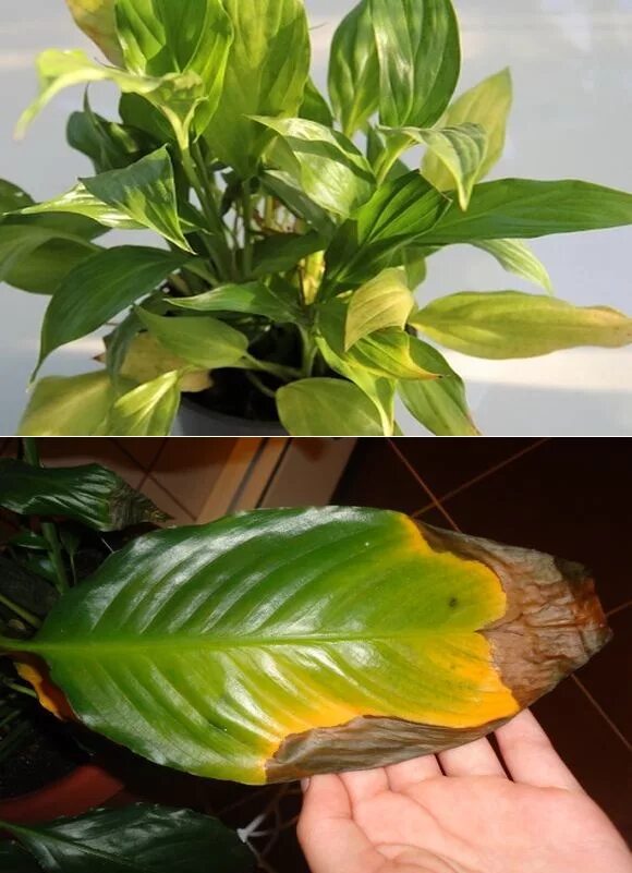 Спатифиллума желтеют цветы. Спатифиллум еллоу. спатифиллум хлороз. спатифиллум хлороз листьев. хлороз спатифиллума.