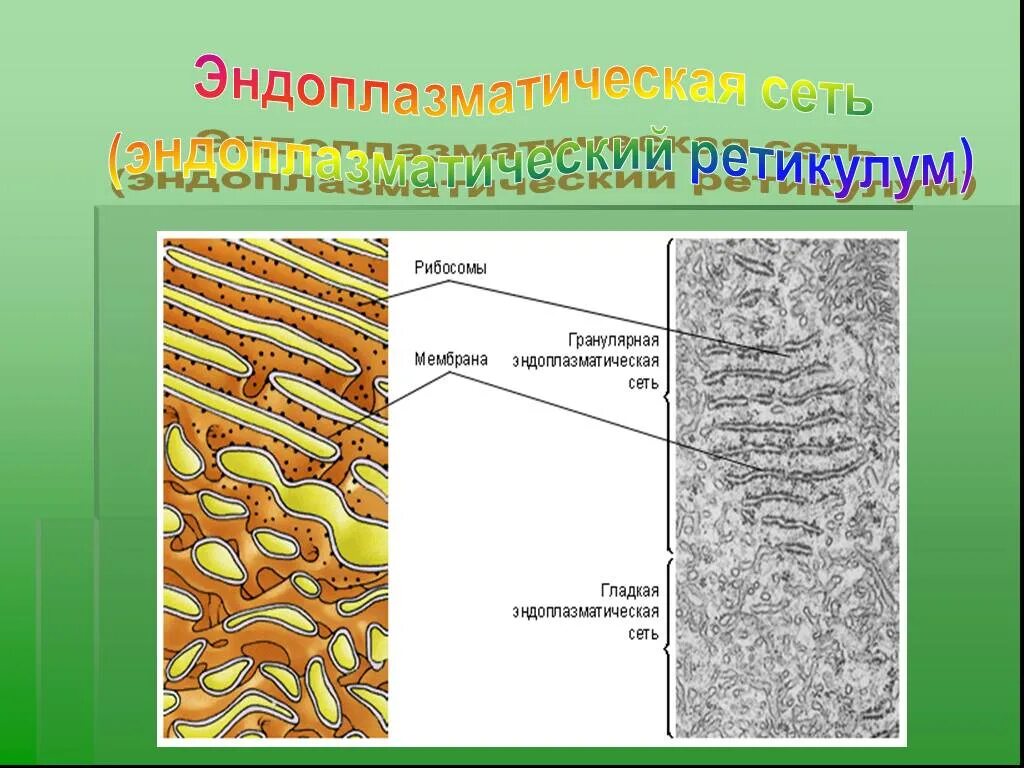 Эндоплазматическая сеть имеющая рибосомы. 2. Гранулярная эндоплазматическая сеть это. Гладкая эндоплазматическая сеть. Гладкая и гранулярная эндоплазматическая сеть. Гранулярная эндоплазматическая сеть строение.