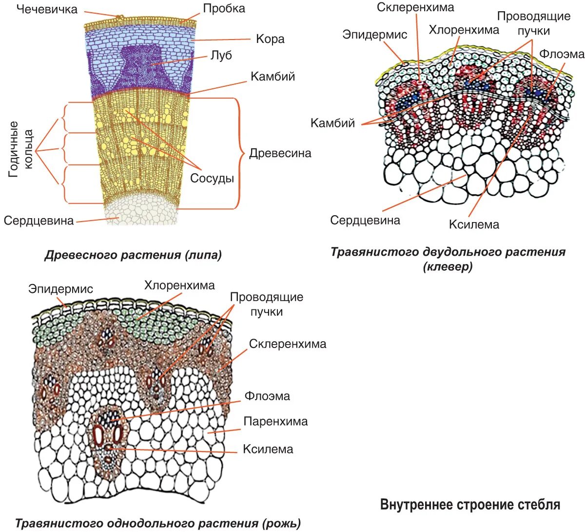 Анатомическое строение стебля травянистых растений. Ксилема и флоэма поперечного среза листа. Строение стебля Ксилема и флоэма. Внутреннее строение стебля однодольных растений. Строение стебля двудольных растений.