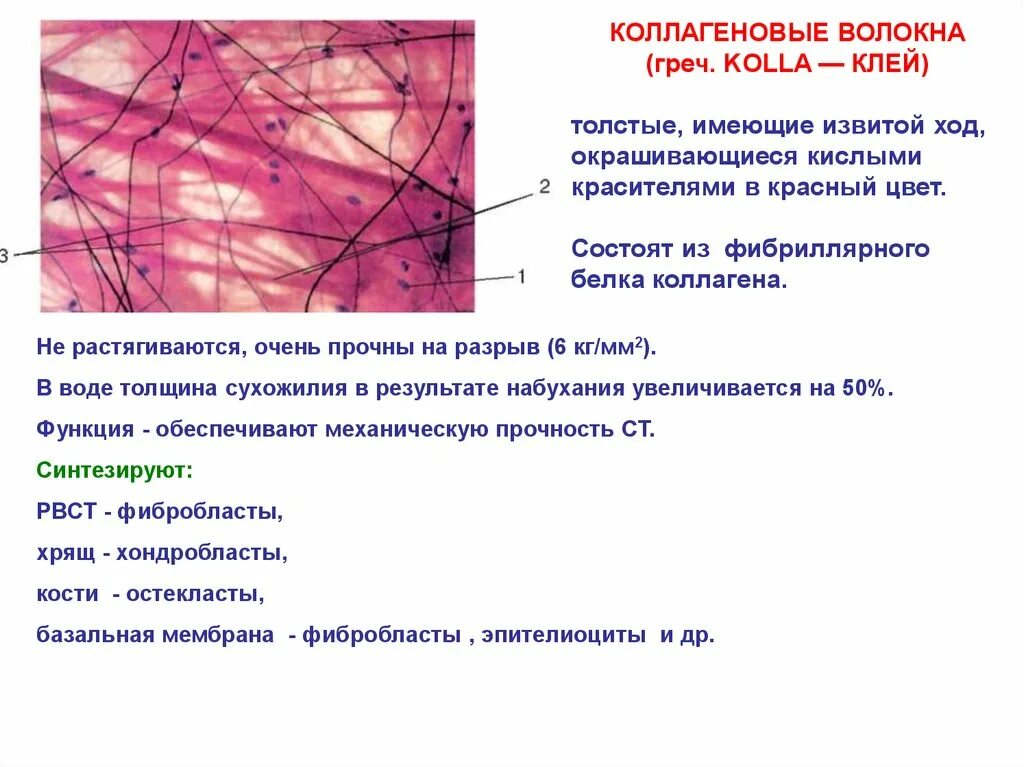 Волокна соединительной ткани содержащие коллаген. Волокна соединительной ткани гистология. Коллагеновые волокна в костной ткани. Коллагеновые волокна функции гистология.