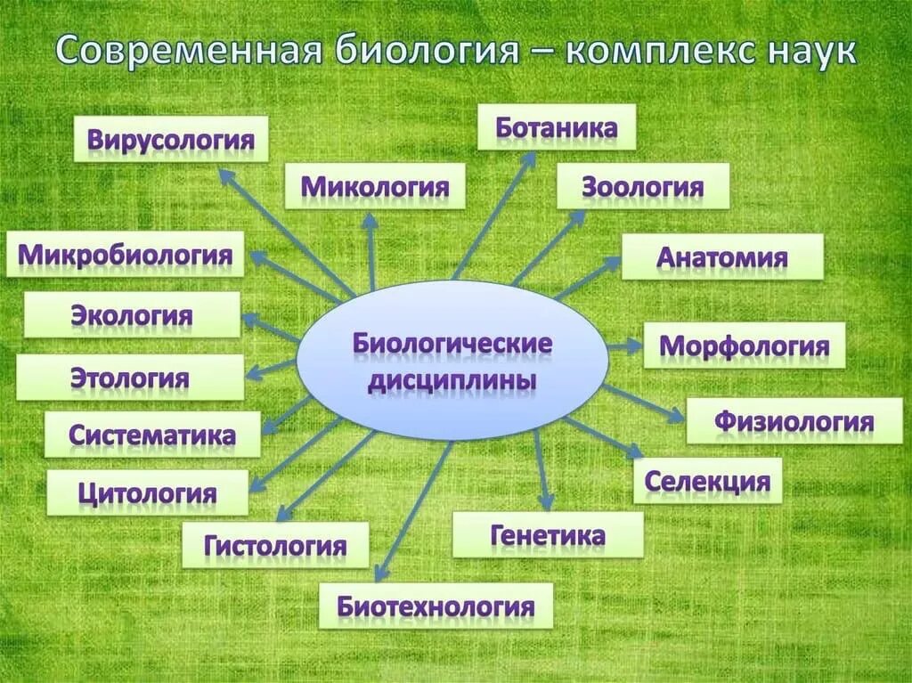 К какой сфере относится творчество. Биология как наука. Биологические дисциплины. Биологические науки. Разделы современной би.