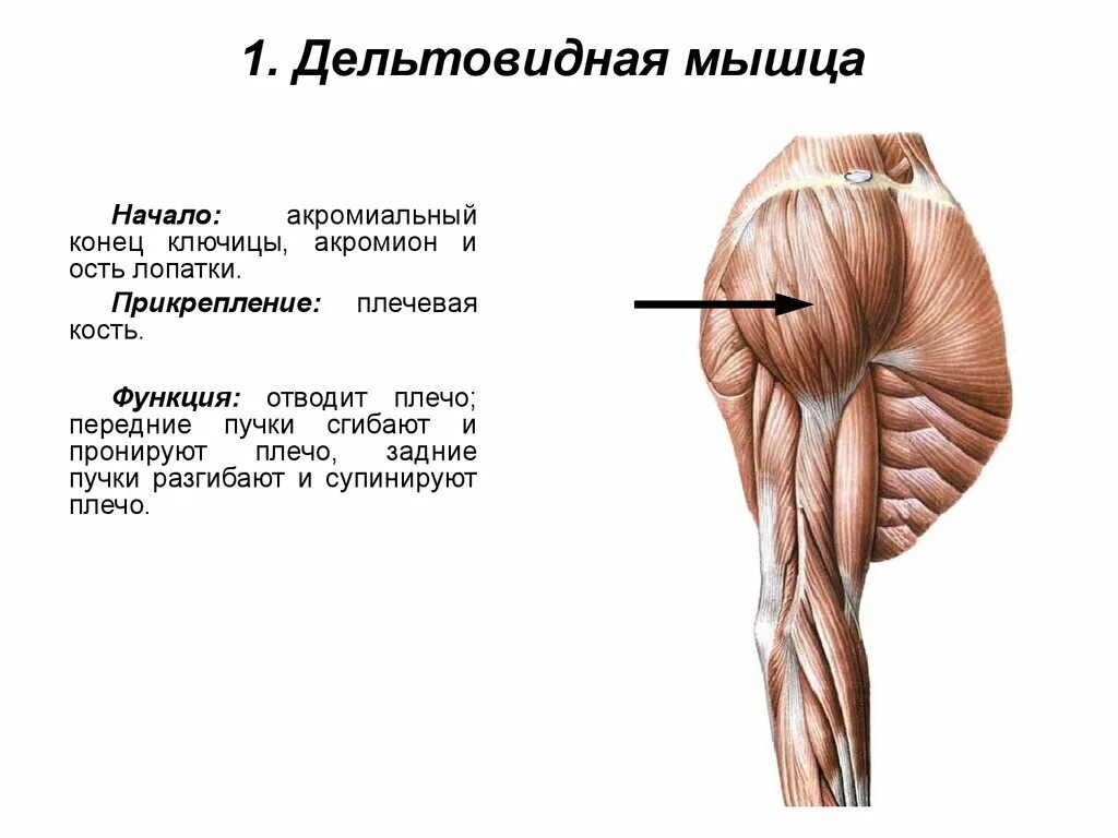 Мышцы в которых начинается движение