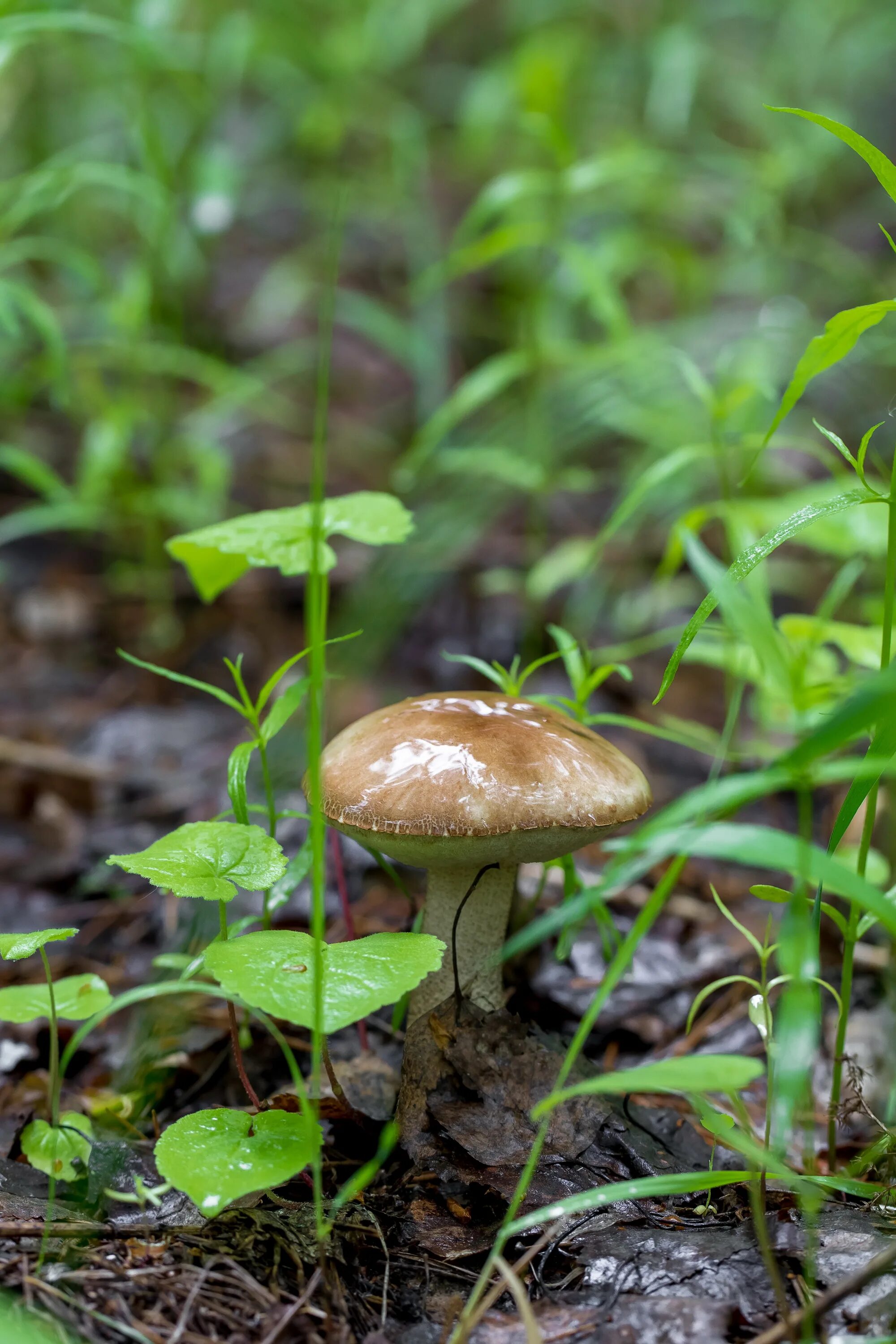 Первый гриб после зимы. Первые грибы. Ранние грибы. Ранние грибы России. Самые первые грибы.