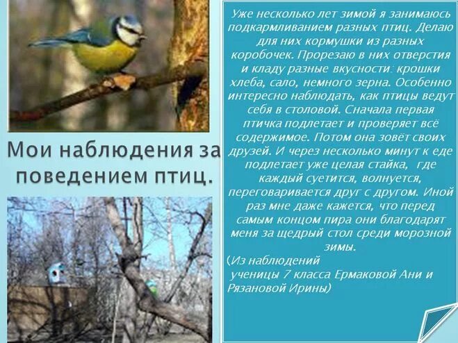 Наблюдение в жизни природы. Наблюдение за птицами. Поведение зимующих птиц. Рассказ о поведении птиц зимой. Как изменилось поведение птиц зимой.