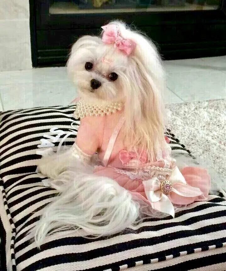 Где найти собачек. Маленькие щеночки. Мальтийская болонка мальтезе. Породистые щенки. Где найти собачек.