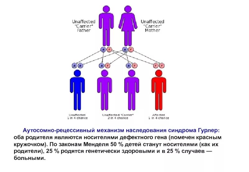 Наследование. Аутосомно рецессивное наследование. Механизмы наследования. Аутосомно-рецессивный Тип наследования. 25 человек и 25 родителей