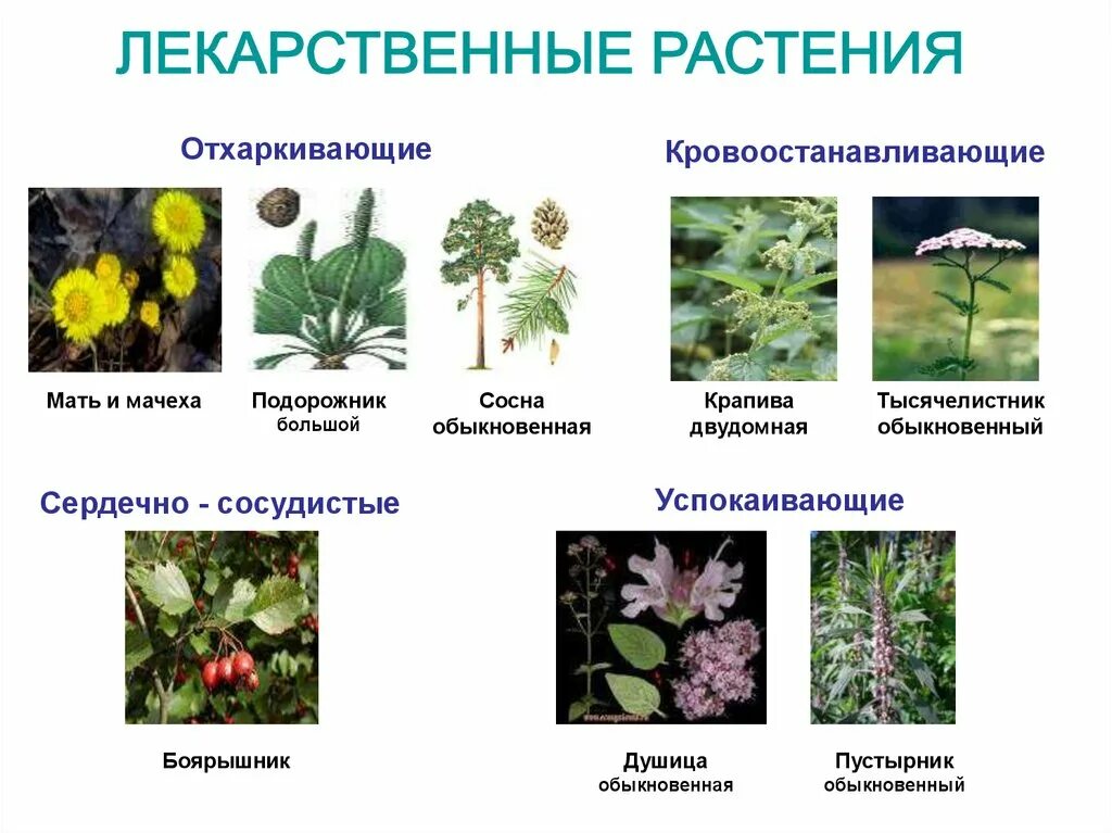 Растения леса 5 класс биология. Лекарственные растения. Лечебные растения. Лекарственные растения список. Лечебные травянистые растения.
