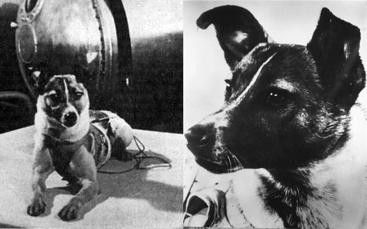 Какие собаки были в космосе первыми. Первая собака космонавт лайка. Лайка 1957. Собака лайка 1957. 1957 Лайка в космосе.