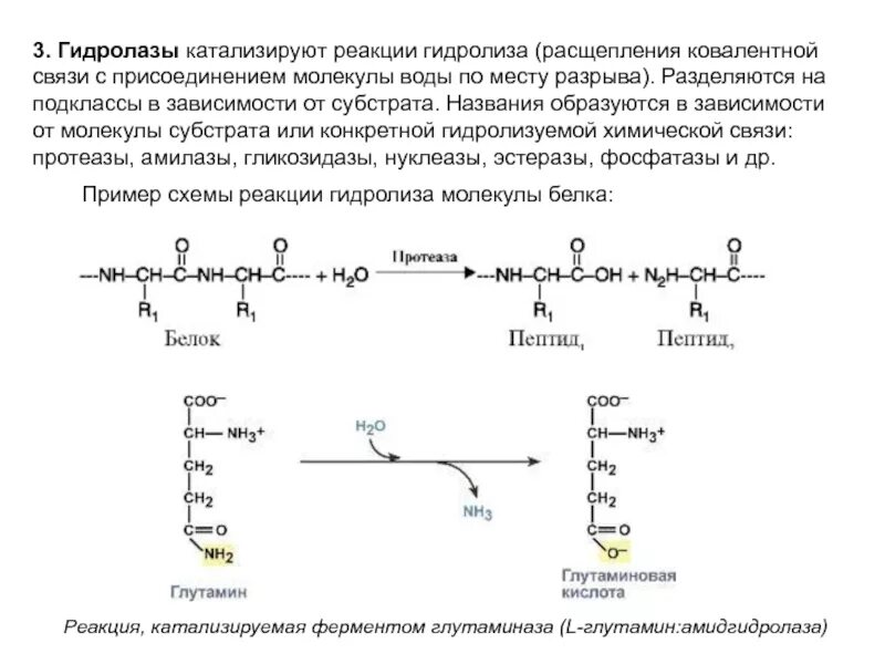 Какие вещества образуются при гидролизе белков. Реакции с гидролазами биохимия. Гидролазы Тип катализируемой реакции. Схема реакции гидролазы. Гидролазы примеры реакций.