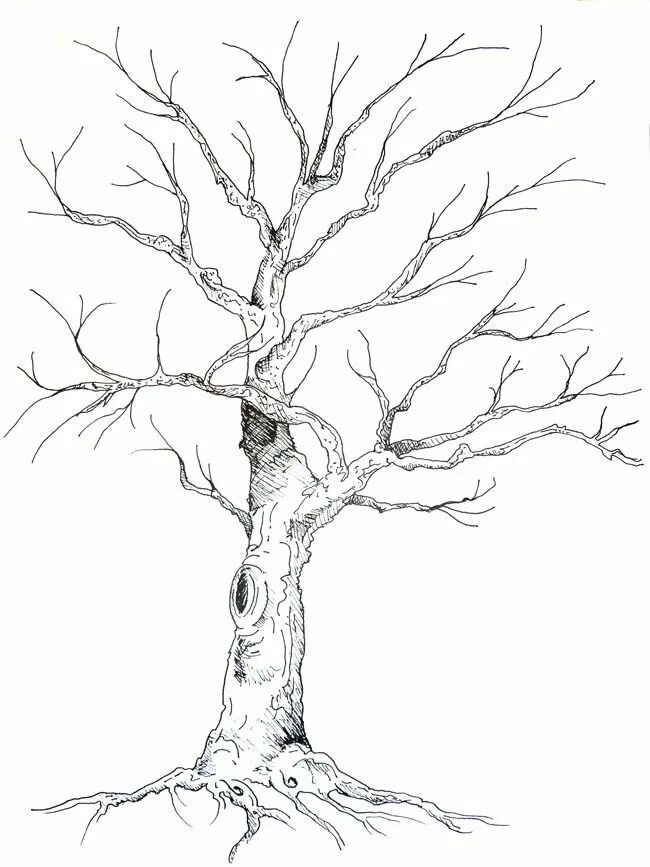 Ствол дерева. Дерево для рисования. Рисование деревьев карандашом. Дерево рисунок карандашом. Дерево на 4 листа а4