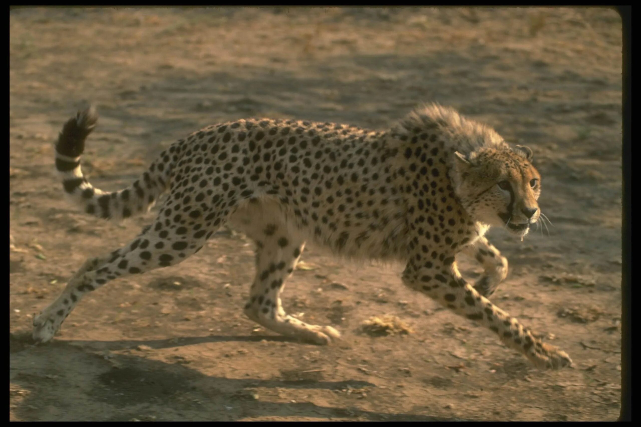 Leopards run runs fast