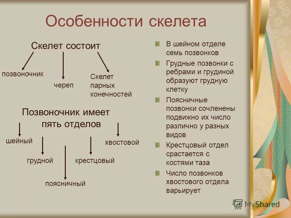 Имеет пять отделов. В чём состоит сходство скелета человека и млекопитающих животных. Отличия человека от позвоночных. Имеет пять отделов. Сходство скелета человека и млекопитающих.
