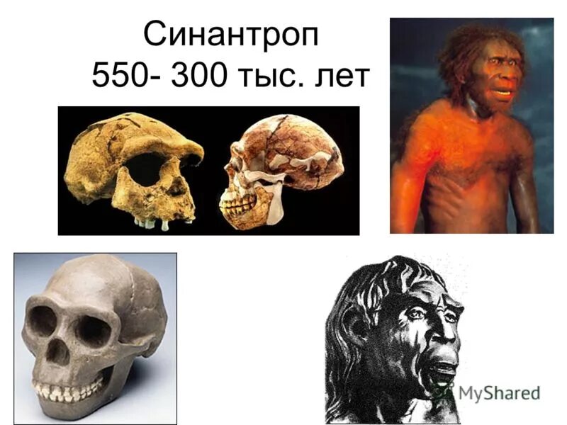 гейдельбергский человек. хомо сапиенс человек разумный разумный. синантроп. 300 тыс лет. каменный век палеолит.