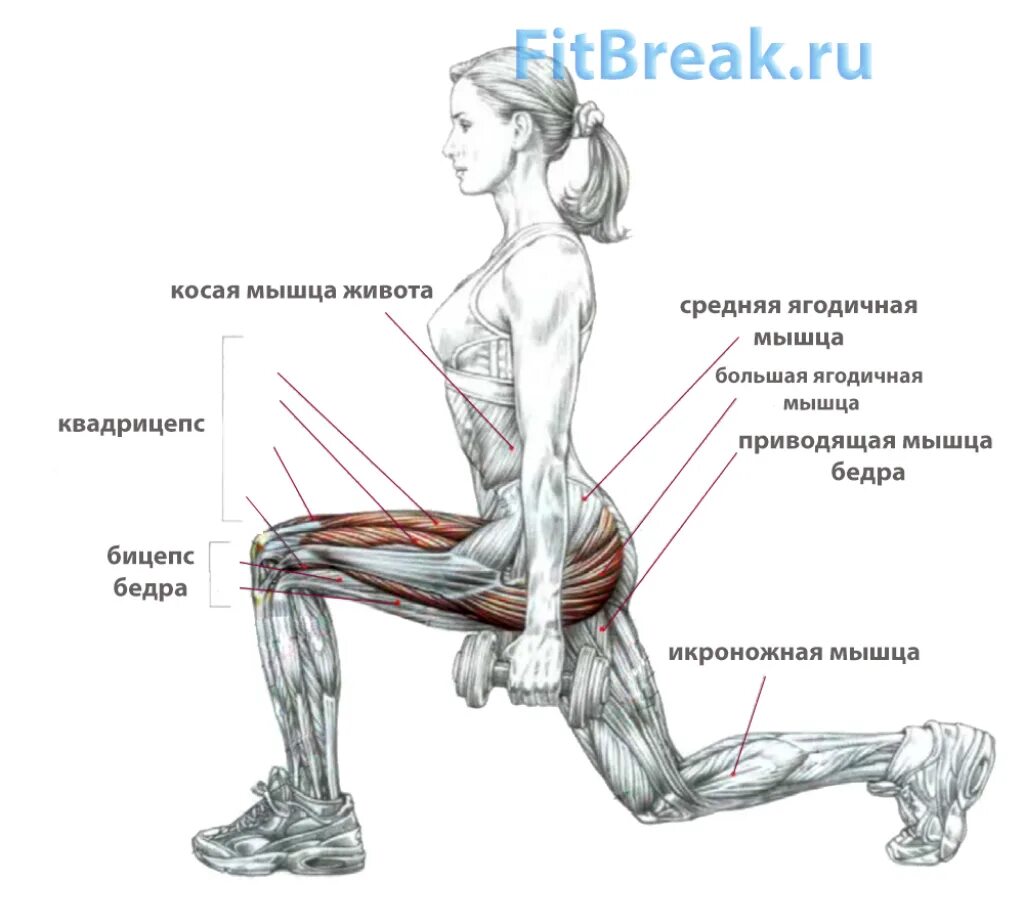 Как накачать внутренние мышцы. Приседания плие мышцы задействованы. Выпады назад с гантелей техника выполнения. Выпады упражнение мышцы. Приседания плие на какие группы мышц.