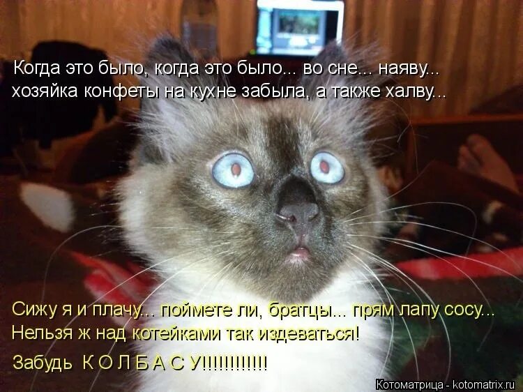 Виноватый котенок. Ругайте меня ругайте. Не ругайте. Смешные котики с надписями. Открытка милая давай не будем ссориться.