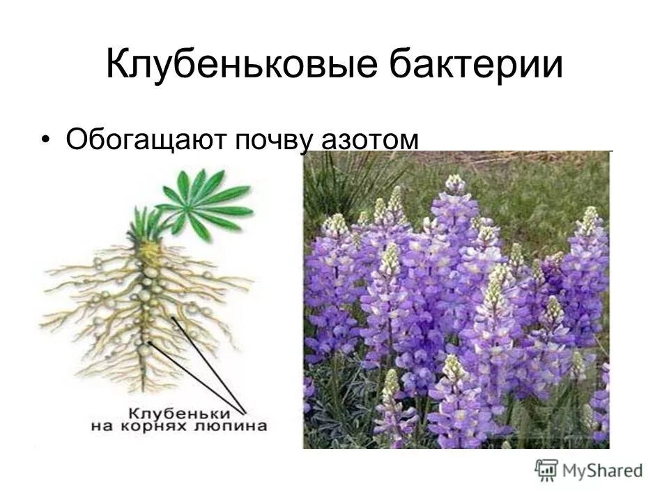 3 клубеньковые бактерии