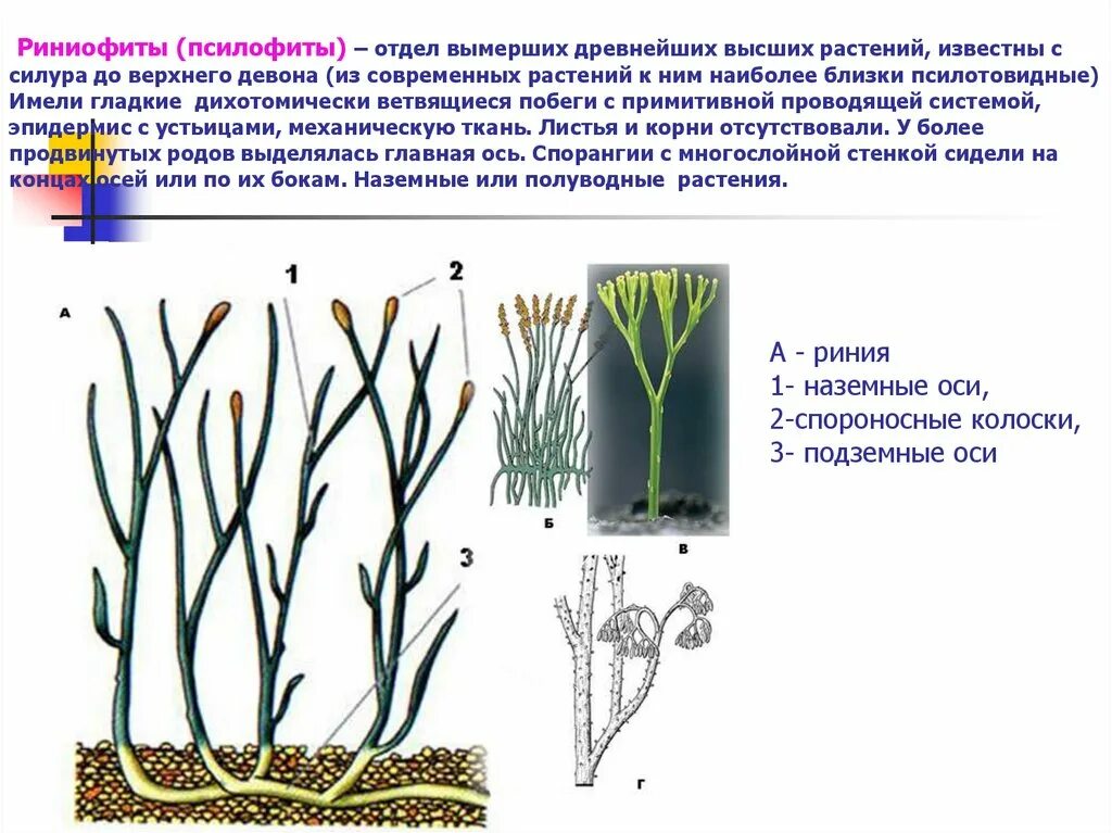 Псилофиты и риниофиты. Псилофиты девона. Отдел риниофиты (псилофиты. Риниофиты Отпечатки.