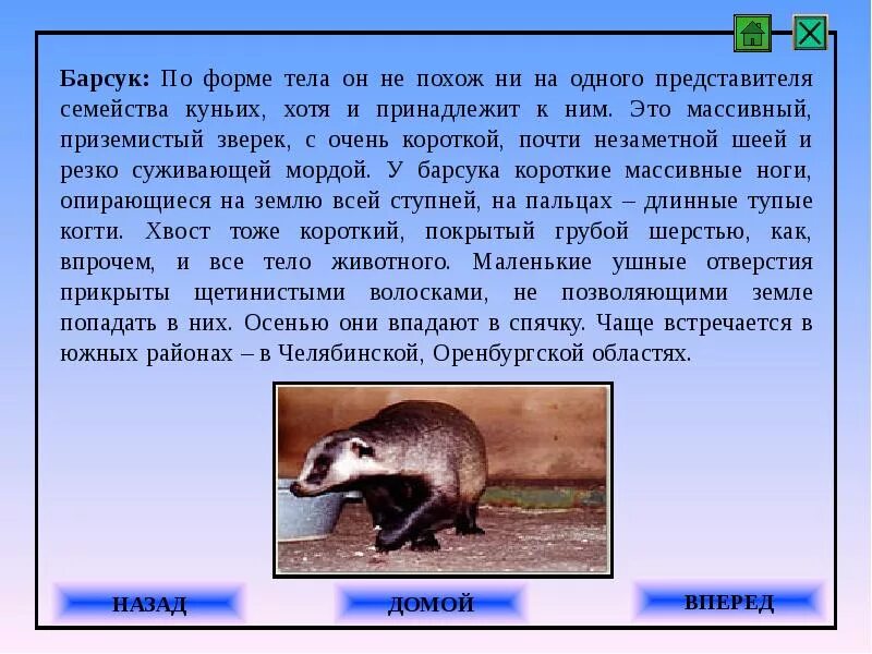 Сообщение о барсуке