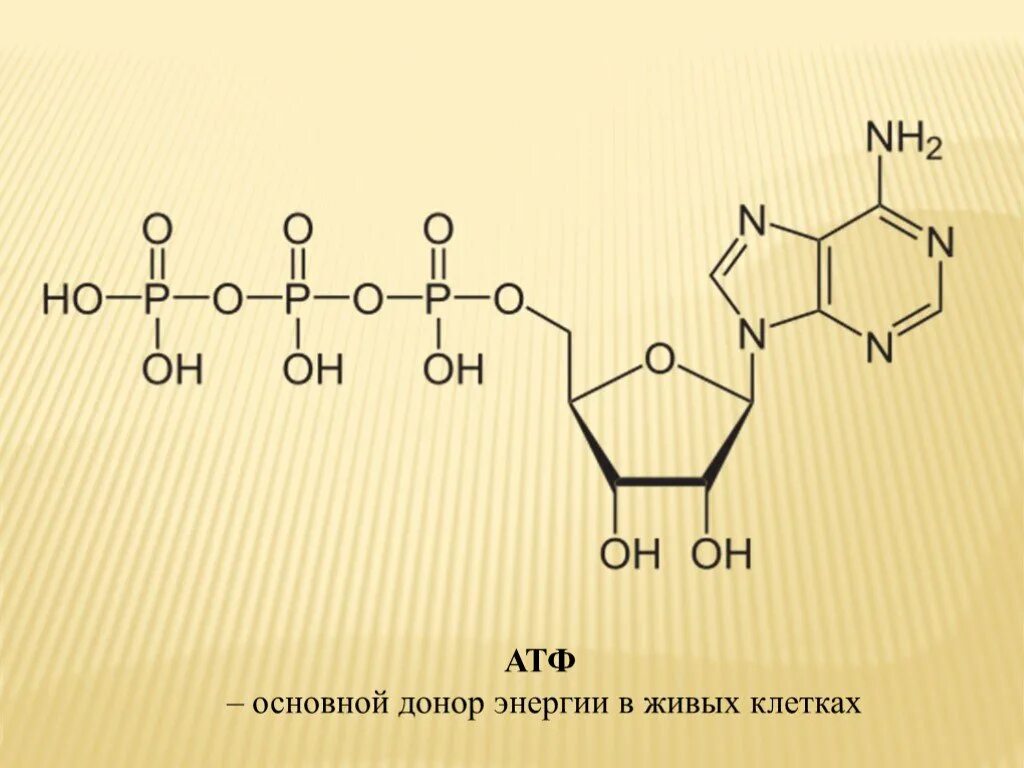 Увеличение атф. АТФ формула структурная. Молекула АТФ. АТФ рисунок. Схема АТФ.