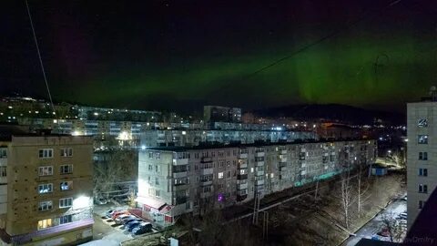 Северная златоуст