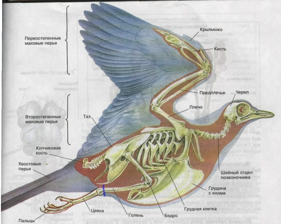 Дыхательная системы птицы биология. Дыхательная система птиц воздушные мешки. Схема строения органов пищеварения птицы. Внутреннее строение птиц 7 класс биология. Строение крыла птицы скелет.