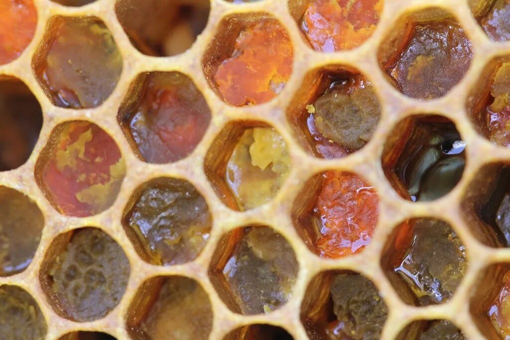 Искусственная восковая основа пчелиных сот 6 букв. Соты пчел. Пчелиный воск в сотах. Мёд в сотах. Воск из сот.