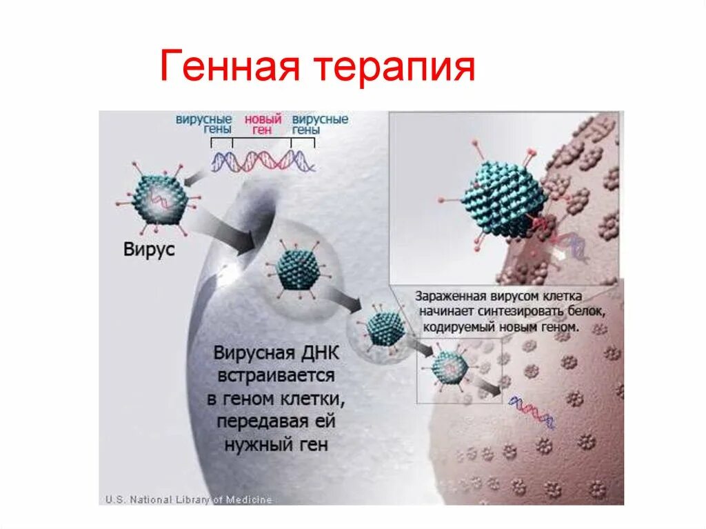 Генная терапия заболеваний. Генная терапия. Генная терапия заболевания. Генная инженерия в генной терапии. Генная терапия с использованием аденовирусного вектора.