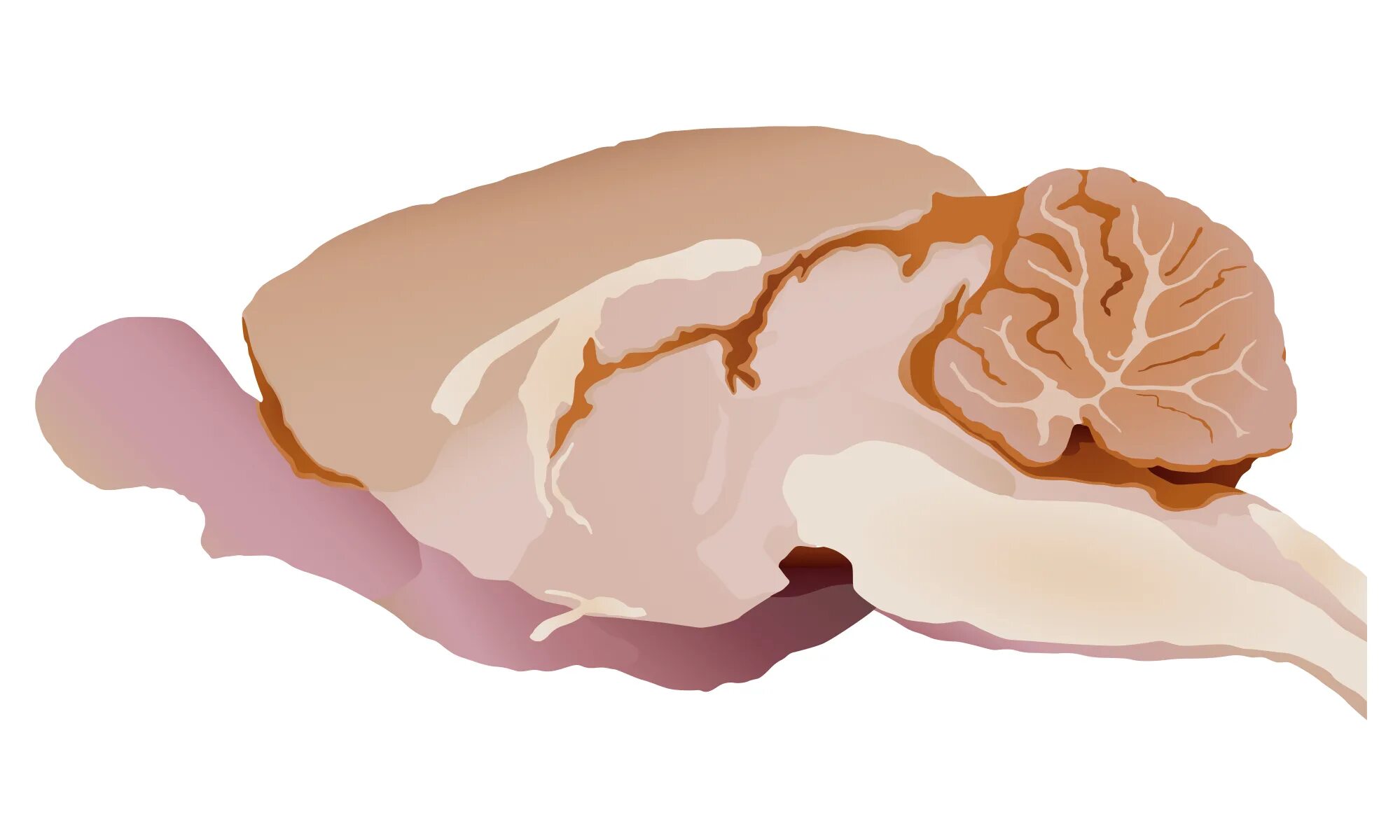 Структура мозга грызуна. Мозги крысы. Отделы головного мозга крысы. Мозги крысы. Мозги крысы.