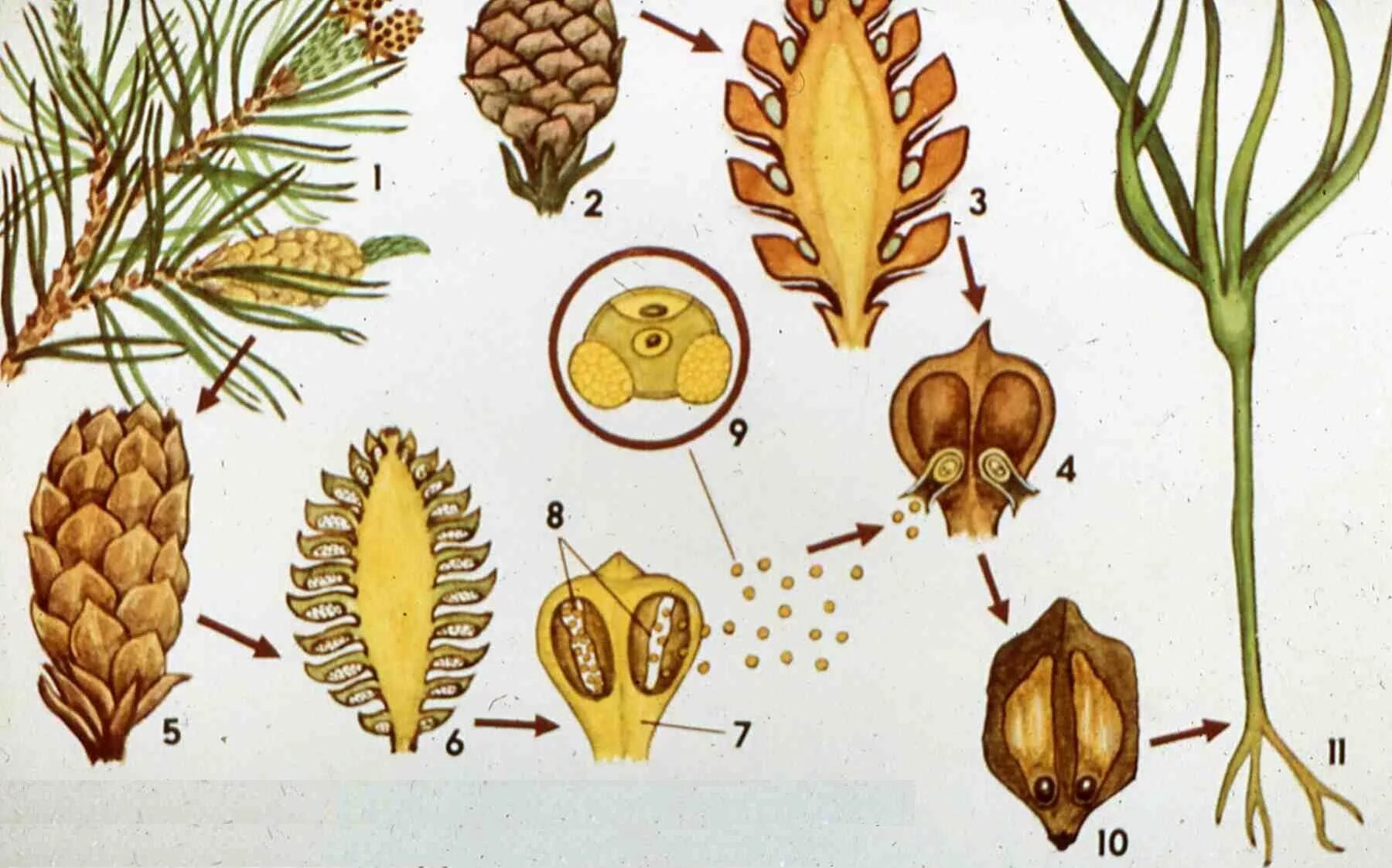 Чешуйка мужской шишки. Размножение голосеменных сосна. Размножение голосеменных растений шишки. Жизненный цикл голосеменных растений. Цикл развития голосеменных растений.