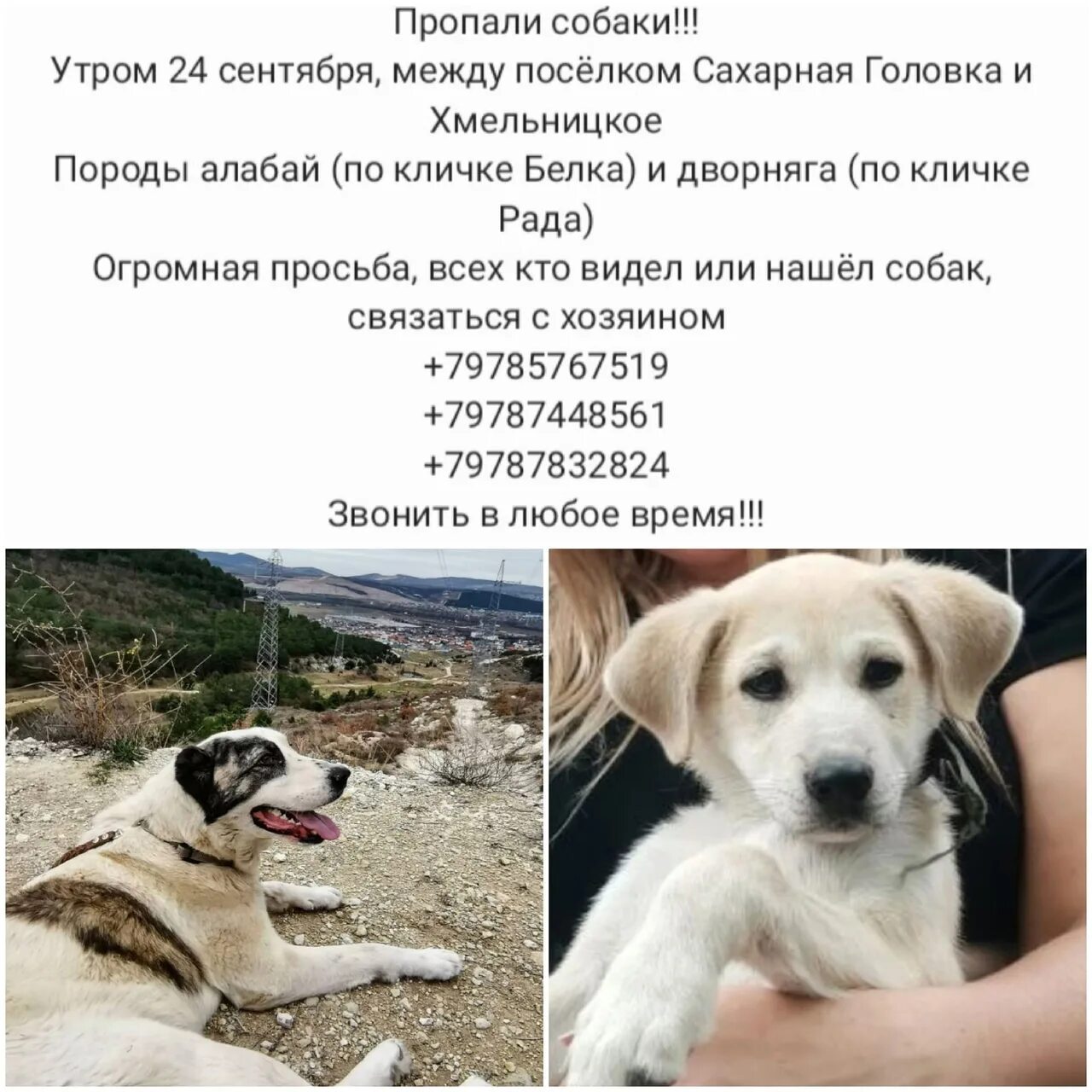 Клички для собак алабай. Кличка для алабая девочки. клички для собак кобелей алабай. клички для собак девочек алабай. клички для алабаев мальчиков.