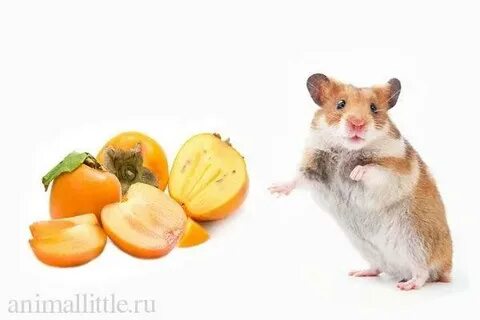 Можно ли хомякам абрикос