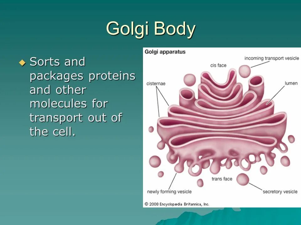 Golgi body. Golgi apparatus. CIS Golgi apparatus. Микропузырьки аппарата Гольджи.