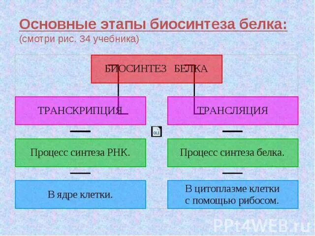 Определите последовательность процессов биосинтеза белка. Основные процессы биосинтеза белка. Основные этапы биосинтеза белка. Основные этапы биосинтеза белка кратко. Этапы биосинтеза белка и процессы таблица.